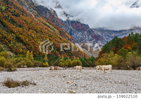 Cows in the beautiful Pineta Valley in the Ordesa and Monte Perdido National Park in Huesca, Spain Cows in the beautiful Pineta Valley in the Ordesa and Monte Perdido National Park in Huesca, Spain 139022510