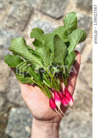 Hand holding freshly harvested small radishes with green leaves and roots, outdoors in sunlight against a blurred stone background. Eco concept. Hand holding freshly harvested small radishes with green leaves and roots, outdoors in sunlight against a blurred stone background. Eco concept. 139022567