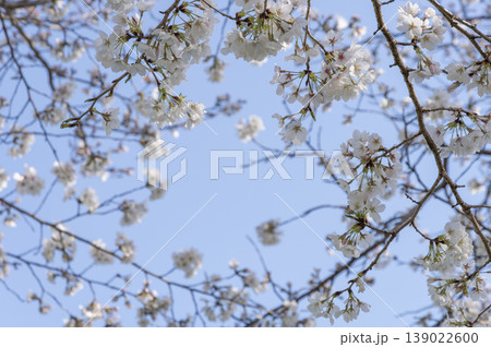 青空をバックに咲く満開の桜 139022600