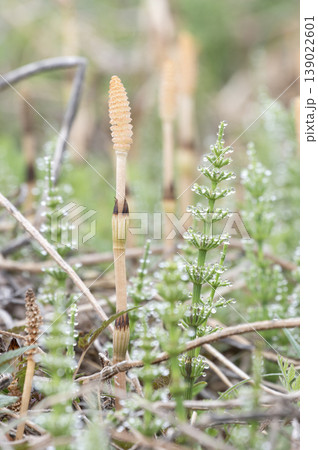 朝露に輝くスギナと春の野原に芽吹くつくし 朝露に輝くスギナと春の野原に芽吹くつくし 139022601