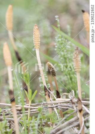 朝露に輝くスギナと春の野原に芽吹くつくし 朝露に輝くスギナと春の野原に芽吹くつくし 139022602