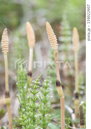 朝露に輝くスギナと春の野原に芽吹くつくし 朝露に輝くスギナと春の野原に芽吹くつくし 139022607