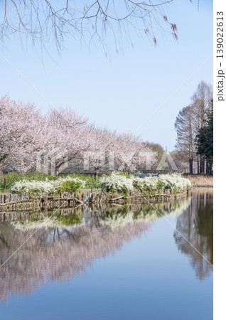満開の桜と雪柳が池に映り込む春の丸山公園(埼玉県上尾市)の風景 満開の桜と雪柳が池に映り込む春の丸山公園(埼玉県上尾市)の風景 139022613