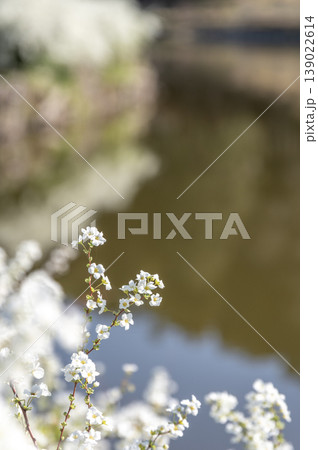 春の水辺に咲く真っ白なユキヤナギ 春の水辺に咲く真っ白なユキヤナギ 139022614