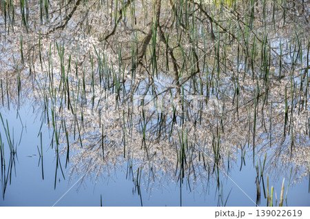 池の水面に映り込む桜のと芽吹いた水草 池の水面に映り込む桜のと芽吹いた水草 139022619