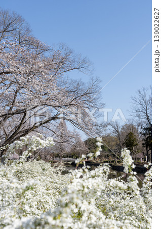 満開のユキヤナギと桜と春の公園 139022627