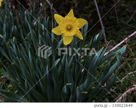 Single Yellow Daffodil Bloom Close Up in Spring Garden with Green Leaves Natural Sunlight Bright Narcissus Flower Floral Nature Background Seasonal Botanical Scene Single Yellow Daffodil Bloom Close Up in Spring Garden with Green Leaves Natural Sunlight Bright Narcissus Flower Floral Nature Background Seasonal Botanical Scene 139022649