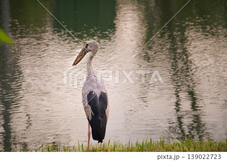 Asian Openbill Stork viewed from behind near a rippled pond, tall wading bird with long legs and curved bill, calm waterside atmosphere, natural habitat in soft evening light 139022723