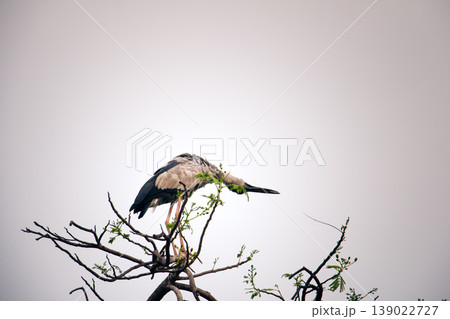 Asian Openbill Stork bending forward on a slender branch, interacting with fresh leaves under a pale sky, capturing a natural feeding or grooming moment in the wild. 139022727