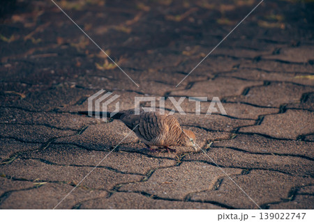 Zebra Dove foraging on patterned pavement in soft natural light, showcasing delicate feather markings and calm urban wildlife behavior in a tranquil outdoor setting. Zebra Dove foraging on patterned pavement in soft natural light, showcasing delicate feather markings and calm urban wildlife behavior in a tranquil outdoor setting. 139022747