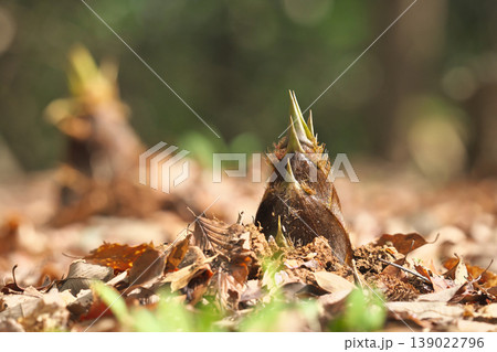 タケノコ 139022796