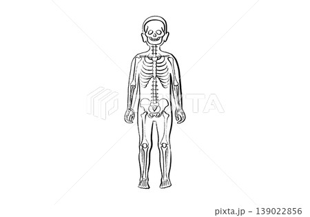 Organ Systems Sketch Organ Systems Sketch 139022856