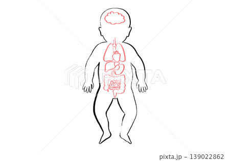 Organ Systems Sketch Organ Systems Sketch 139022862