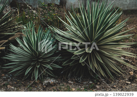 Spiky agave or yucca plants growing in dry soil, tropical garden foliage, desert style plant texture, natural outdoor background. 139022939