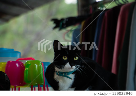 Black and white cat resting indoors near colorful cups and hanging clothes, cozy home lifestyle scene with curious pet expression. Black and white cat resting indoors near colorful cups and hanging clothes, cozy home lifestyle scene with curious pet expression. 139022946