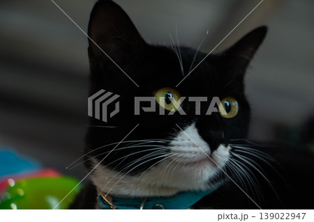 Close-up portrait of a black and white cat with bright yellow eyes, soft indoor light, curious expression and cozy home atmosphere. Close-up portrait of a black and white cat with bright yellow eyes, soft indoor light, curious expression and cozy home atmosphere. 139022947