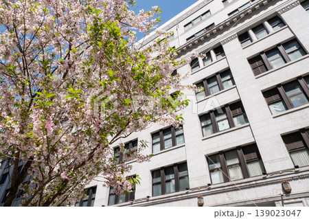 ビル街に咲く桜 ビル街に咲く桜 139023047