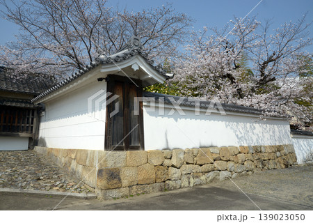 春の観修寺　白壁の築地塀と桜　京都市山科区勧修寺仁王堂町 139023050