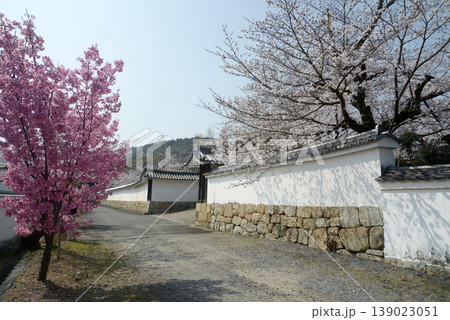 春の観修寺 白壁の築地塀と桜 京都市山科区勧修寺仁王堂町 春の観修寺 白壁の築地塀と桜 京都市山科区勧修寺仁王堂町 139023051