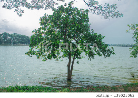 Green tree standing in lake water under cloudy sky with shimmering ripples and distant shoreline, creating a calm natural landscape and peaceful outdoor scene. 139023062
