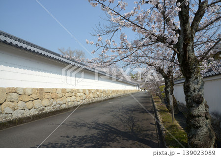 春の観修寺 白壁の築地塀と桜 京都市山科区勧修寺仁王堂町 春の観修寺 白壁の築地塀と桜 京都市山科区勧修寺仁王堂町 139023089