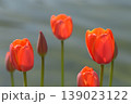赤いチューリップ 139023122
