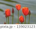 赤いチューリップ 139023123