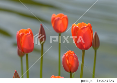 赤いチューリップ 139023123