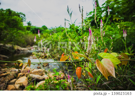 Wild tropical plants with colorful leaves and small flowers growing beside a natural stream. Lush green vegetation representing biodiversity, freshness and untouched nature. Wild tropical plants with colorful leaves and small flowers growing beside a natural stream. Lush green vegetation representing biodiversity, freshness and untouched nature. 139023163