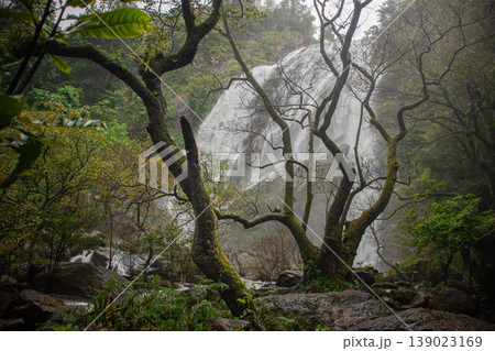 Dramatic tropical waterfall seen through twisted trees in misty rainforest. Moody natural landscape with lush vegetation, rocks, and flowing water, ideal for adventure and nature themes. 139023169