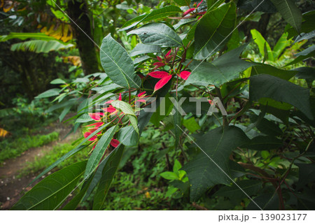 Poinsettia plant with red bracts and green leaves in natural tropical garden. Botanical foliage background with lush texture and fresh nature mood. 139023177