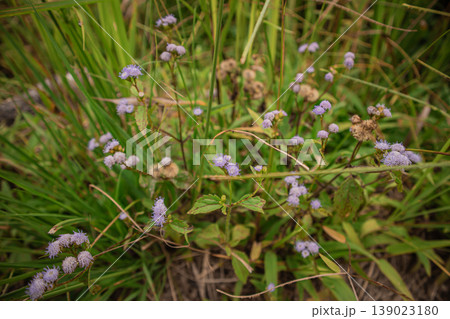 Small purple wildflowers growing among green grass in natural meadow. Close-up of tropical ground plants and field vegetation, natural background texture. Small purple wildflowers growing among green grass in natural meadow. Close-up of tropical ground plants and field vegetation, natural background texture. 139023180