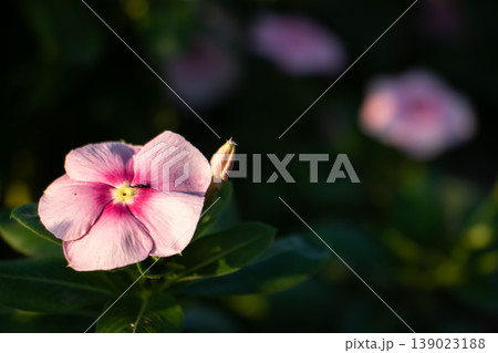 Single pink periwinkle flower with bud in warm sunlight against dark green background. Natural floral copy space for spring, summer and romantic design themes. 139023188