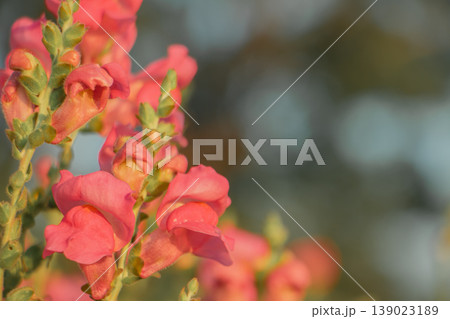 Coral pink snapdragon flowers blooming in warm golden sunlight with soft blurred background. Natural floral copy space ideal for spring, summer and romantic design themes. Coral pink snapdragon flowers blooming in warm golden sunlight with soft blurred background. Natural floral copy space ideal for spring, summer and romantic design themes. 139023189