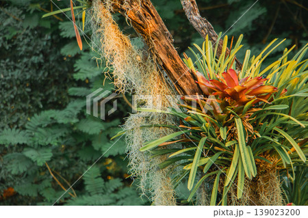 Close-up of tropical bromeliad plant with hanging Spanish moss on tree branch. Lush green botanical texture in exotic garden, symbolizing biodiversity and natural landscape design. 139023200