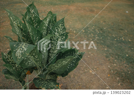 Green tropical plant with variegated leaves growing on soil ground. Natural outdoor setting with copy space, showcasing lush foliage texture and botanical detail for garden and nature concepts. Green tropical plant with variegated leaves growing on soil ground. Natural outdoor setting with copy space, showcasing lush foliage texture and botanical detail for garden and nature concepts. 139023202