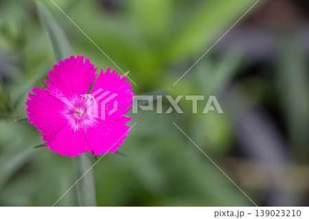 Bright pink dianthus flower in close up with soft green bokeh background, delicate fringed petals in natural daylight, vibrant garden bloom in spring and summer. 139023210