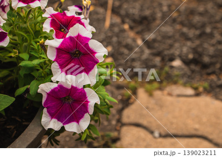 Pink and white petunia flowers blooming in a garden pot beside a stone walkway, vibrant ornamental plants with green foliage in warm natural sunlight, outdoor spring and summer scene. Pink and white petunia flowers blooming in a garden pot beside a stone walkway, vibrant ornamental plants with green foliage in warm natural sunlight, outdoor spring and summer scene. 139023211