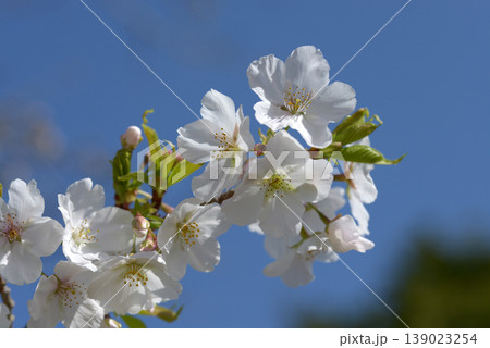 天城吉野 桜 天城吉野 桜 139023254