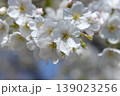 天城吉野　桜 139023256