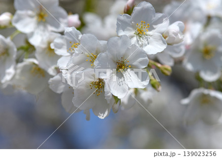 天城吉野　桜 139023256