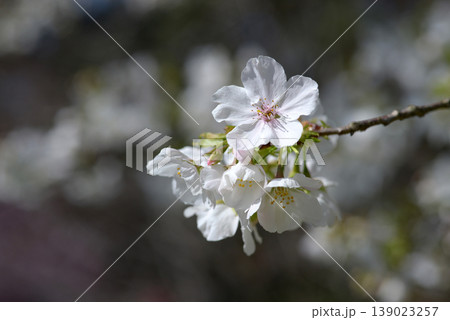 天城吉野　桜 139023257
