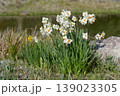 水辺の水仙 139023305