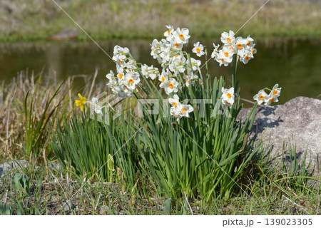 水辺の水仙 139023305