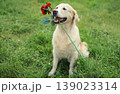 Golden Retriever dog holding flower rose in mouth sitting on the grass in summer park 139023314
