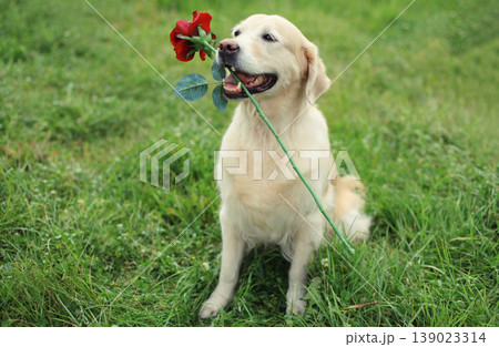 Golden Retriever dog holding flower rose in mouth sitting on the grass in summer park Golden Retriever dog holding flower rose in mouth sitting on the grass in summer park 139023314