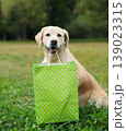 Happy dog holding shopping bag in the teeth in summer park 139023315