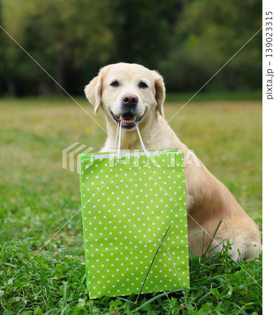 Happy dog holding shopping bag in the teeth in summer park 139023315