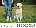Owner woman walking with her Golden Retriever dog on leash in summer park 139023316