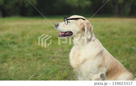 Golden Retriever dog in eyeglasses in summer park Golden Retriever dog in eyeglasses in summer park 139023317